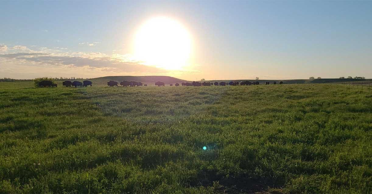 Pheasant, Duck, Goose, Buffalo, Coyote and Deer Hunting Image 0